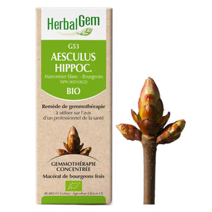 Aesculus Hippocastanum - G53 - Marronier