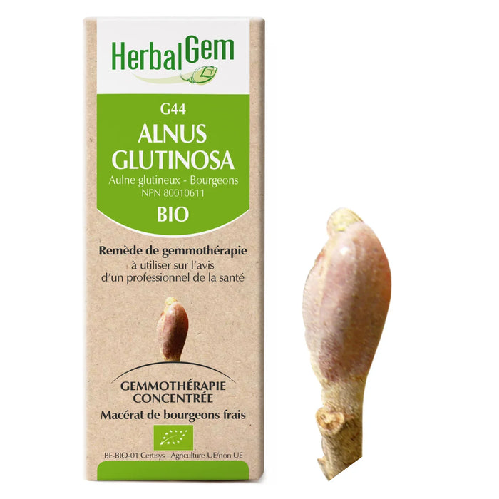 Alnus glutinosa - G44 - Aulne glutineux