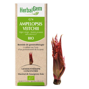 Ampelopsis veitchii - G74 - Vigne Vierge