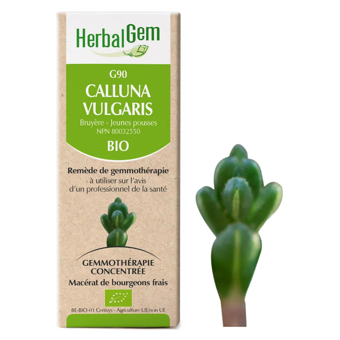 Calluna vulgaris - G90 - callune