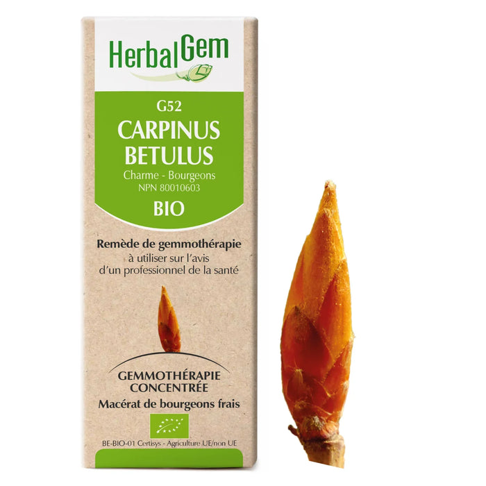 Carpinus Betulus - G52 - charme