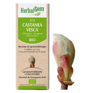 Castanea vesca - G72 - Châtaignier