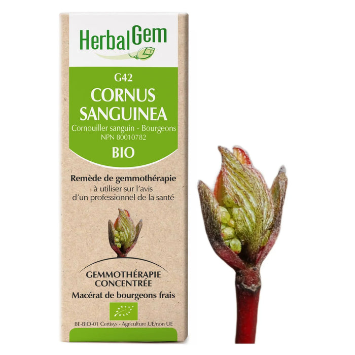 Cornus sanguinea - G42 - Cornouiller sanguin