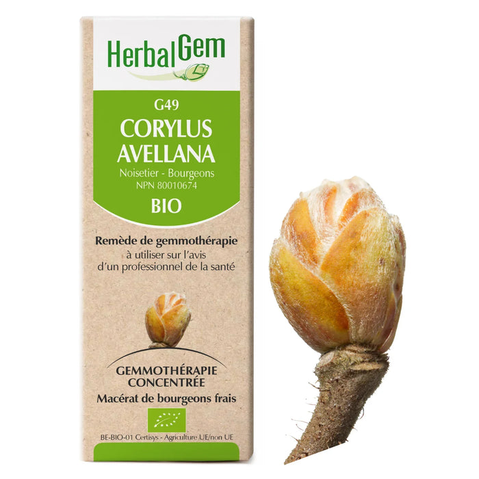 Corylus avellana - G49 - noisetier