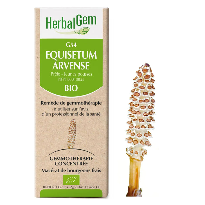 Equisetum arvense - G54 - Prêle