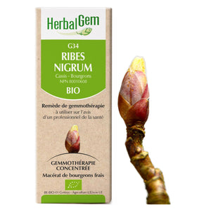 Ribes Nigrum - cassis - G34