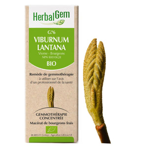Viburnum lantana - G76 - Viorne